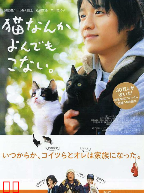 为什么猫都叫不来